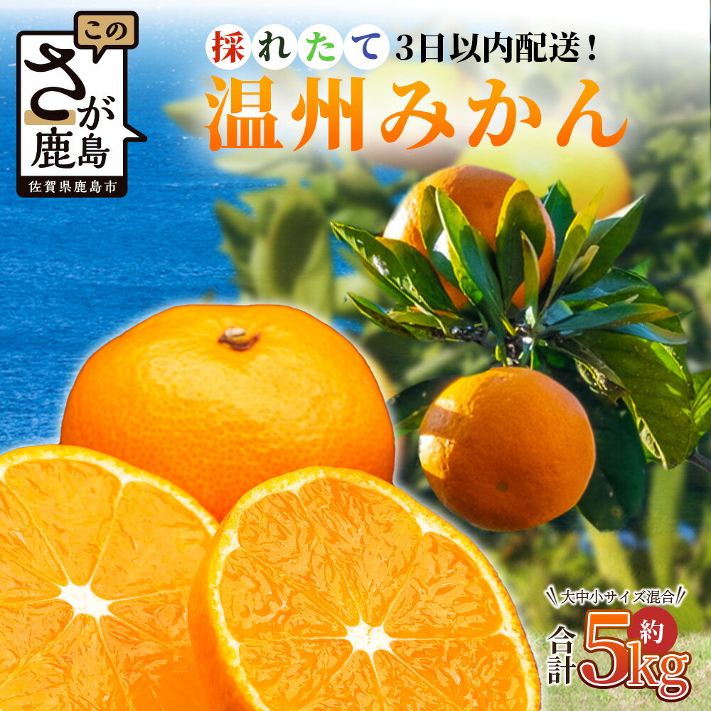 【ふるさと納税】採れたて【温州みかん 約5kg】 収穫後3日以内発送◆松本農園より直送◆鮮度へのこだわり◆有明海の潮風で育った鹿島産みかん フレッシュ 柑橘 果物 フルーツ オレンジ 注目 佐賀県鹿島市 人気 送料無料 B-530
