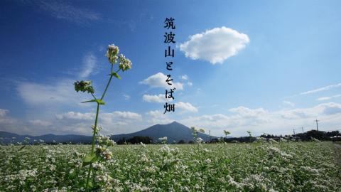 【常陸秋そば使用 手打ちそば 】冷凍手打ちそば（筑波山パッケージ）6人前 そば 蕎麦 ソバ 常陸秋そば 使用 手打ちそば 蕎麦 生そば 麺 [AN024sa]