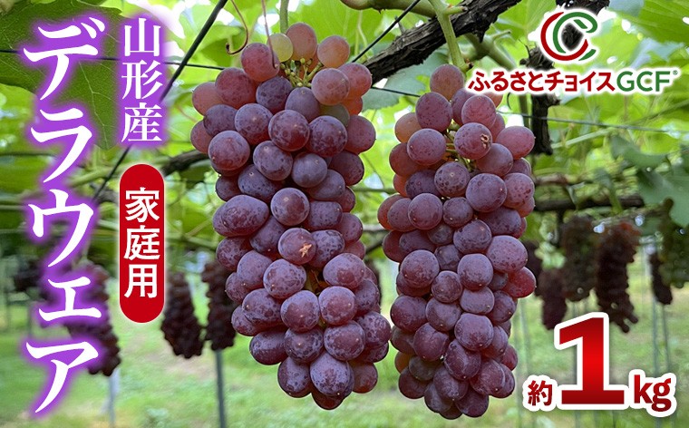 
                  【GCF】家庭用 デラウエア 約1kg 優以上 M～3L (6～8房)【令和9年産先行予約】 FS26-006
                