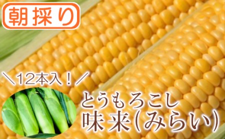 【農家直送】朝採りトウモロコシ『味来（みらい）』12本　ジュワッと弾ける美味しさ！　【11218-0469】 