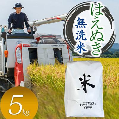 ふるさと納税 鶴岡市 数量限定【令和7年産】山形県庄内産 小池半左衛門のお米　はえぬき【無洗米】5kg
