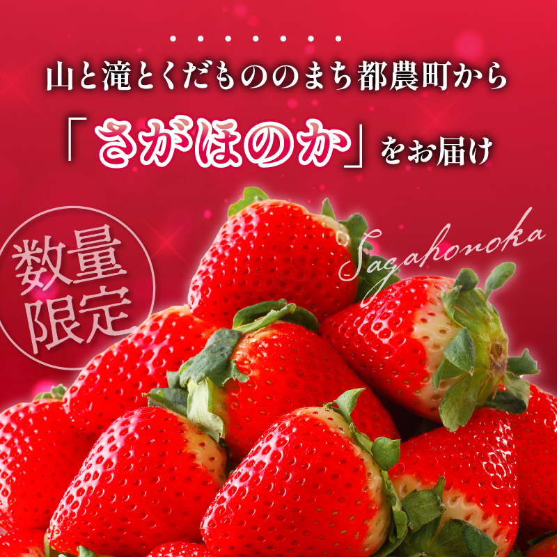 先行予約≪数量限定≫都農町産いちご「さがほのか」計1kg以上_T015-001【 都農町新着 フルーツ 果物 デザート イチゴ 国産 人気 ギフト 食品 旬 苺 くだもの 果実 贈り物 お土産 送料無