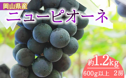 岡山県産　ニューピオーネ（１房６００ｇ以上）２房入り（WFH）