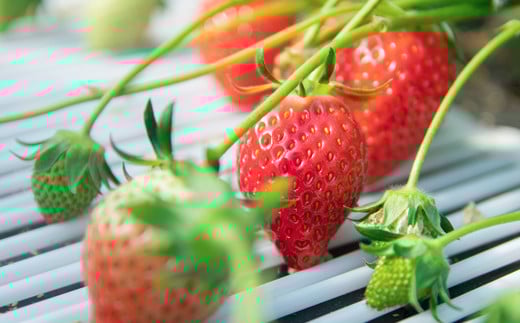 苺大野屋 やよいひめ 厳選いちご 250g×2パック 500g 宮崎県西都市 ＜1-294＞【先行予約】★