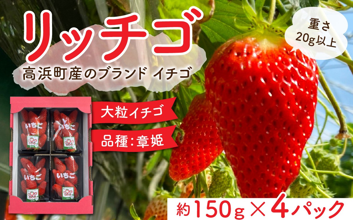 
                  【先行予約】発送時期が選べる！ 福井県高浜町産のブランド生いちご【リッチゴ】約600g
                