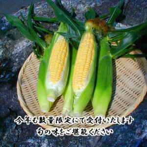 【先行受付2024年】とうもろこし味来(みらい　約3.0kg)　数量限定【配送不可地域：離島】【1451274】