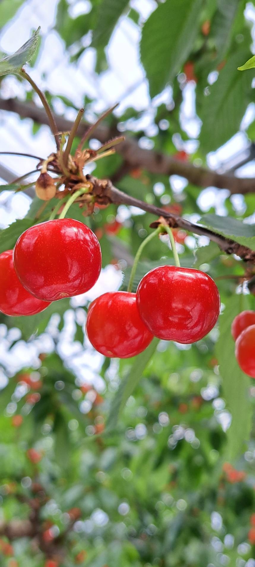 
                  08-45-004　温室さくらんぼ（品種おまかせ）300g
                