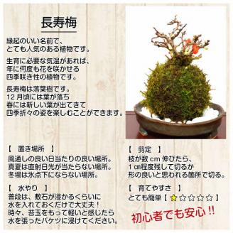 天然苔専門店 弥栄苔 選べる縁起物苔玉（２個セット） 観葉植物 こけ玉 長寿梅 南天 ガジュマル 盆栽 苔盆栽 天然 ハイゴケ 敬老の日 【1315】
