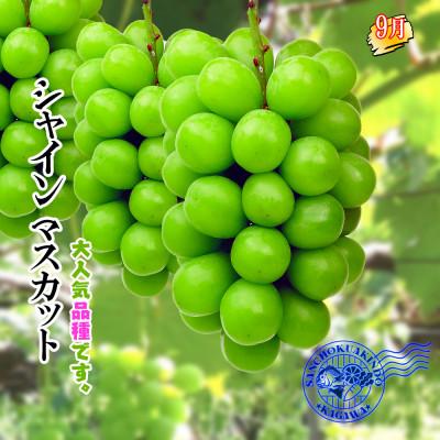 ふるさと納税 坂出市 【発送月固定定期便】創業100年坂出産のフルーツとさぬきの特産品の定期便【Bコース5回】全5回 |  | 03