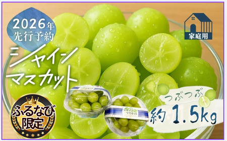 【ふるなび限定】ご家庭用つぶつぶ　シャインマスカット（約1.5kg）【2026年先行予約】｜シャインマスカット フルーツ　FN-Limited-SP