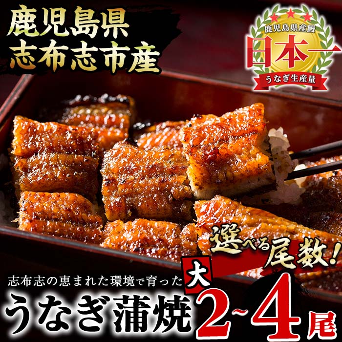 《丑の日までにお届け》鰻生産量日本一の鹿児島県産！うなぎの大楠＜大＞2尾セット計300g(150g×2)国産ウナギの蒲焼きを冷凍真空パック・たれ付きでお届け！