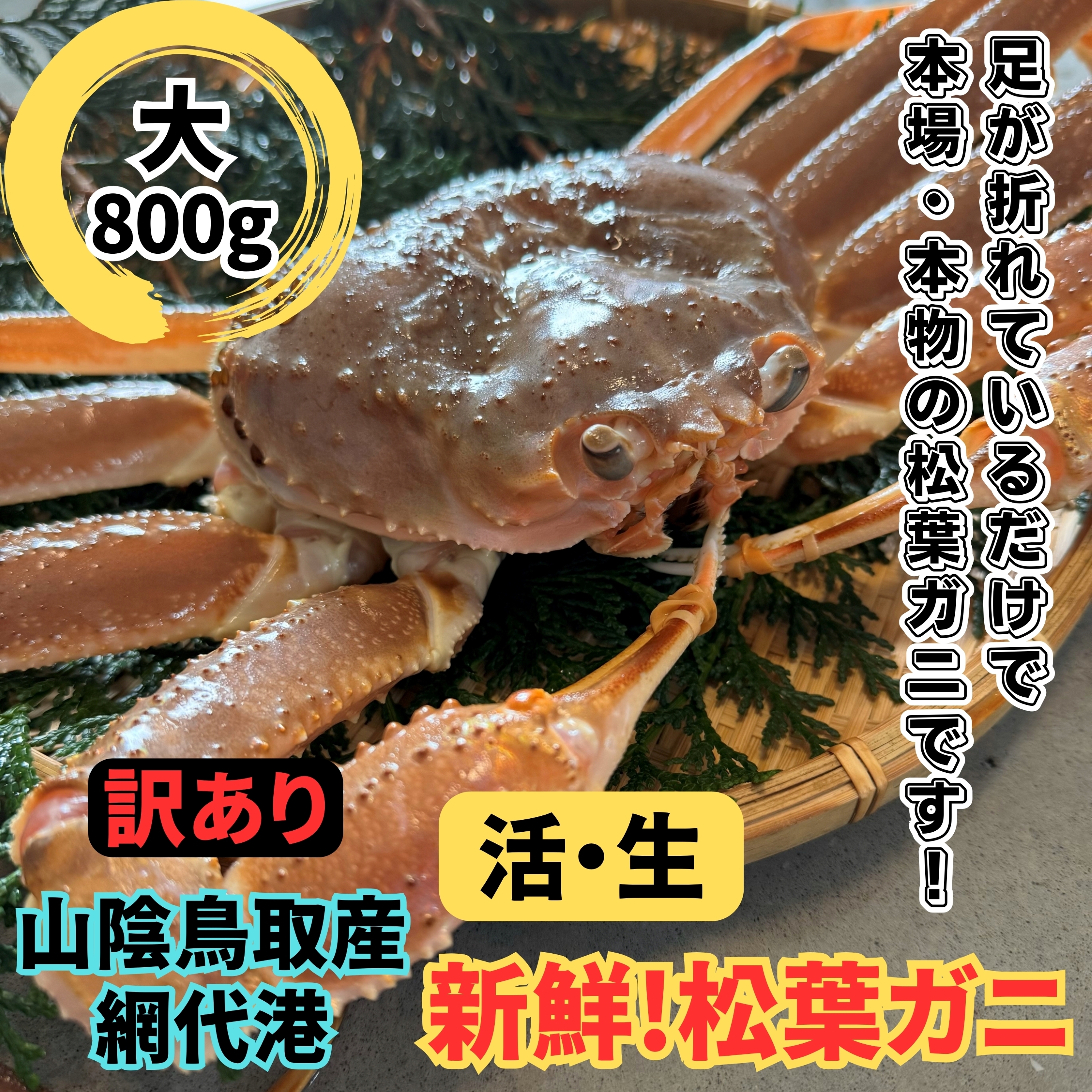 【22022】鳥取網代港【訳あり】活！松葉ガニ（大）800g※お届けは2026年11月中旬～【さかなや新鮮組】