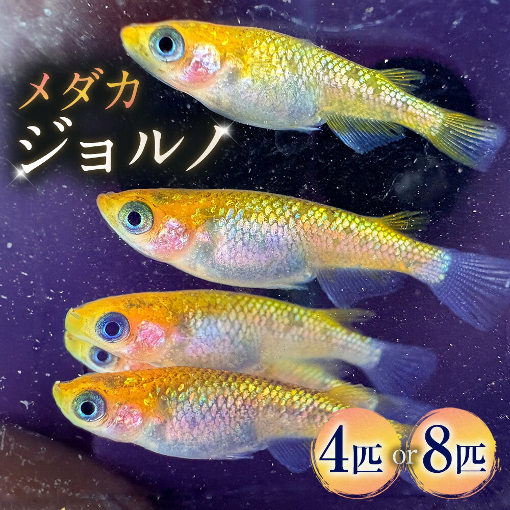 【ふるさと納税】＜選べる匹数＞メダカ【ジョルノ】 2ペア 4匹 / 4ペア 8匹 生体 メダカ めだか 観賞魚 さかな 魚 飼育 ペット 山梨県 中央市 送料無料