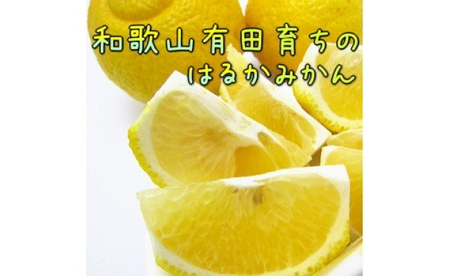 
AB7100n_【先行予約】【人気柑橘】有田育ちの はるか みかん 【訳あり 家庭用】 10kg（サイズ混合）
