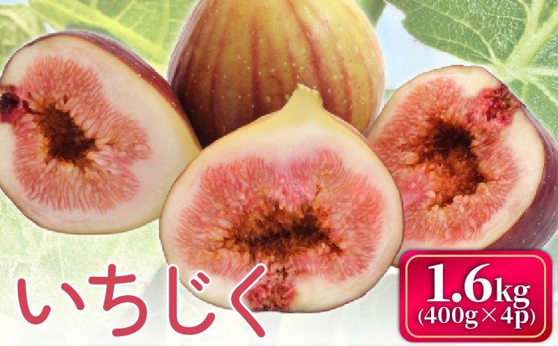 
                  いちじく 400g×4パック イチジク 無花果 計約1.6kg フルーツ 果物 桝井ドーフィンいちじく 九州 福岡 ジューシー 糖度 スムージー フレッシュ 福岡県産 【2026年8月上旬から9月下旬順次出荷予定】 ichijiku toyomitsuhime 先行受付 旬 いちぢく くだもの 国産 先行予約 期間限定 限定 果実 ギフト プレゼント 贈呈 冷蔵 甘い デザート お土産
                