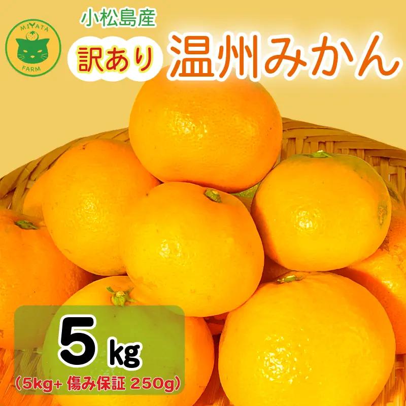 【2026年11月発送】訳あり 温州みかん 5kg + 250g(傷み補償分) みかん