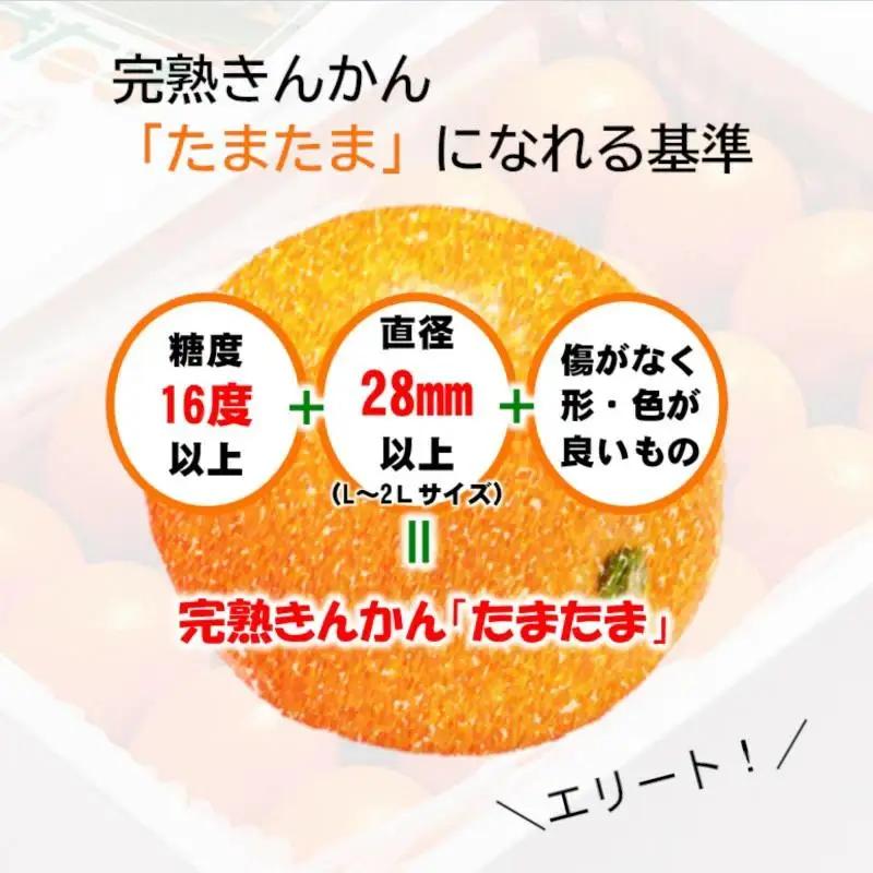 【先行予約】糖度16度以上　「宮崎完熟きんかんたまたま」1kg　宮崎県西都市産 2026年発送＜2-4a＞