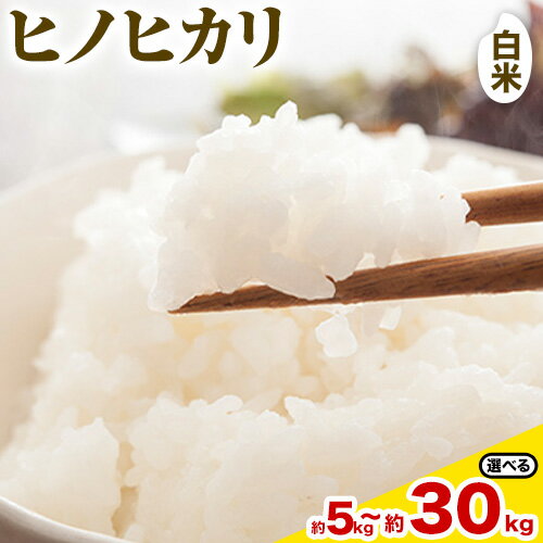 【令和7年産米先行予約】【ふるさと納税】ヒノヒカリ 白米 選べる 5kg 10kg 15kg 20kg 30kg タンポポ農園《30日以内に出荷予定(土日祝除く)》送料無料 岡山県 浅口市 米 こめ ご飯 コメ