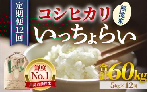 【先行予約】【令和7年産・新米】【一等米】《定期便12回》いっちょらい 無洗米 5kg × 12回（計60kg） ／ 福井県産 ブランド米 コシヒカリ ご飯 白米 新鮮 大賞 受賞 【2025年10月上旬より順次発送予定】 [aw012-m004]