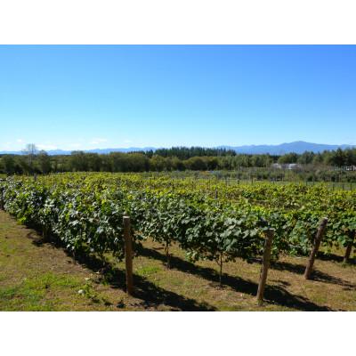 ふるさと納税 帯広市 相澤ワイナリー 龍之介2024 (赤ワイン) |  | 01