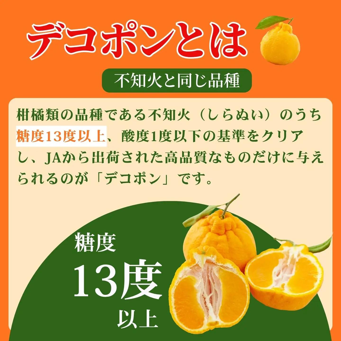 デコポン 佐賀みかん デコポン不知火 B195-006