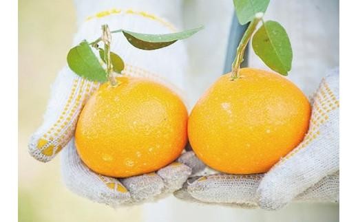 【2027年1月中旬頃から順次発送】 甘平(かんぺい)＜秀品＞約3kg【贈答用化粧箱入り】