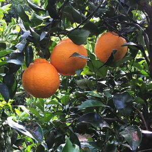 有田育ちの濃厚不知火(ご家庭用) 約10kg［先行予約］［MS43］