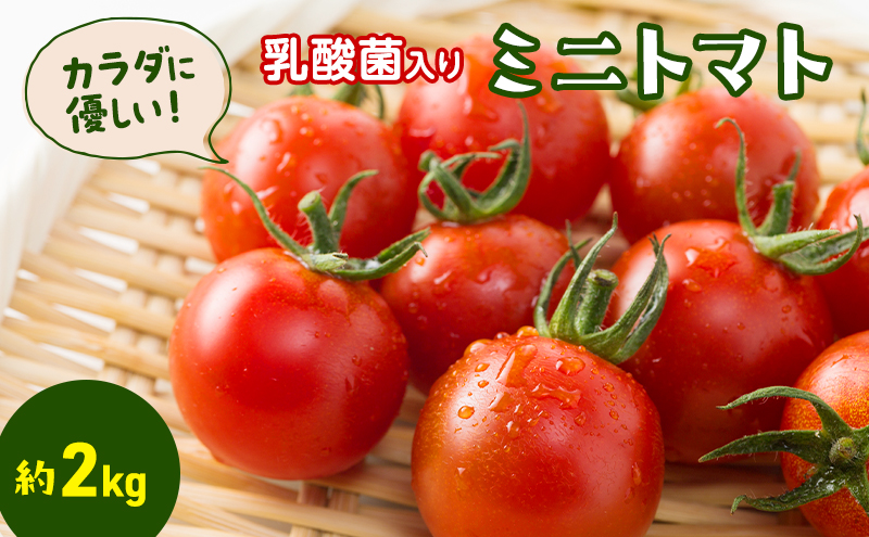 カラダに優しい「乳酸菌入り ミニトマト2kg」
