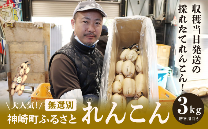 大人気！神崎町ふるさと 無選別 れんこん （3kg）（※4～7月受付分は8月以降順次発送）[013-a007]【千葉県神崎町ふるさと納税】