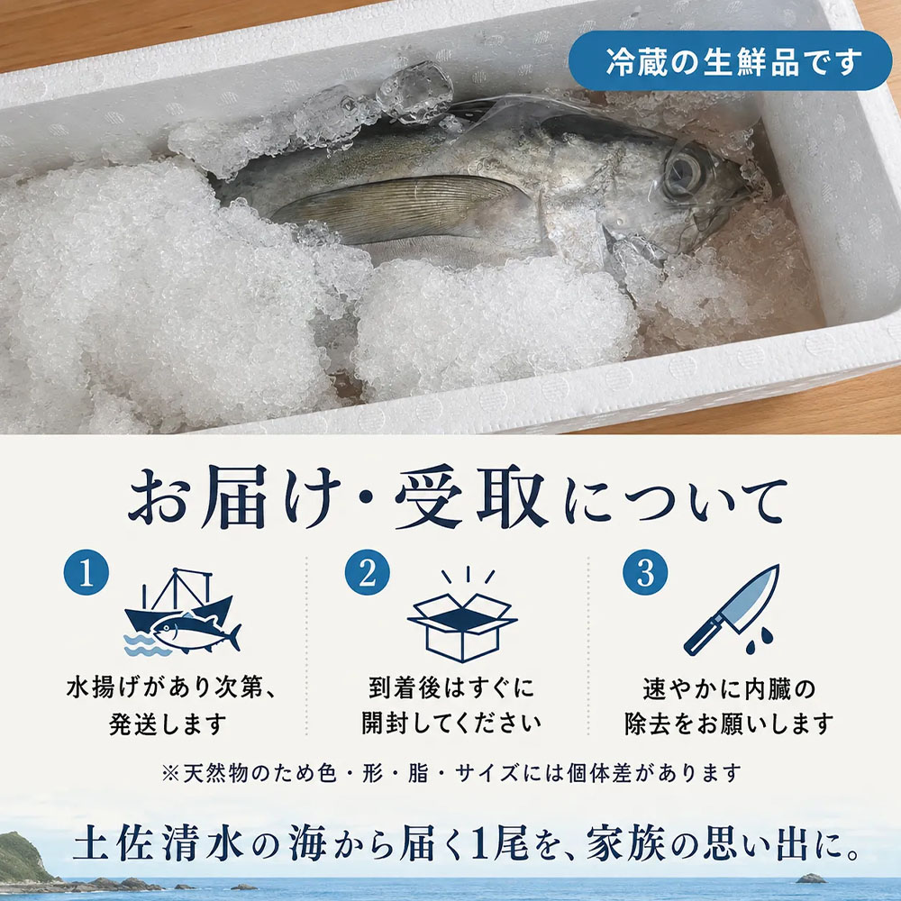 キハダマグロ 1尾 約2～2.5kg 約40～60cm 約8～12人前 下処理なし まぐろ 鮪 天然 刺身 お刺身 刺し身 丸ごと 1本 1尾 お造り 魚 海鮮 食品 冷蔵 配送 高知県【R01757】