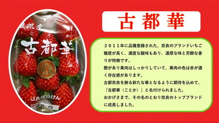 おかげさまで21年目 毎年大好評の甘い美味しい苺（レギュラーパック2Lサイズ×2パック）（古都華（ことか））※北海道・沖縄・離島への配送不可 ※2026年1月上旬頃より順次発送予定