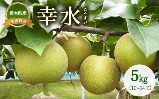
            梨 幸水 約5kg（10~14玉）　※離島への配送不可　※2025年8月中旬～8月下旬頃に順次発送予定
          
