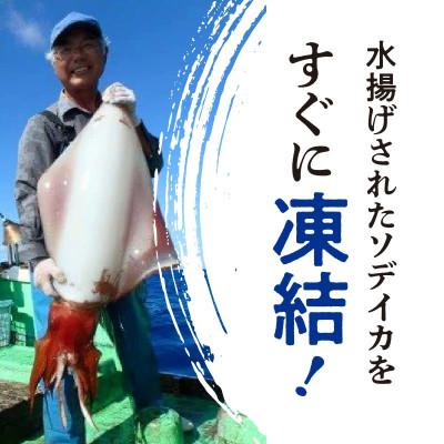 ふるさと納税 知名町 沖永良部島 イカの王様!ソデイカ 3kg |  | 02