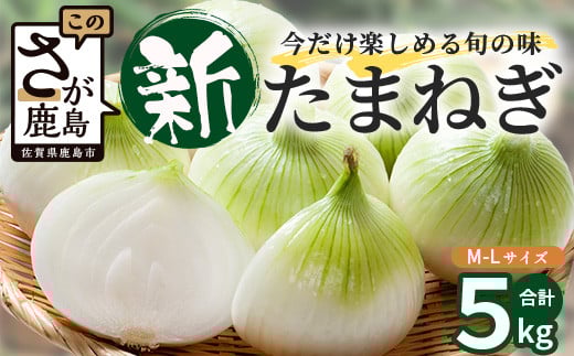 
             甘～い！新鮮！新たまねぎ 約5kg (MLサイズ）★大自然育ち【2025年4月より発送】生産者直送！タマネギ 玉葱 新タマ 新玉ねぎ サラダ 惣菜 お料理 ストック 箱買 美味しい 甘い 常備野菜 佐賀県 鹿島市産 人気 送料無料 A-180
          