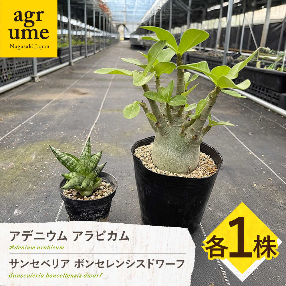 【ふるさと納税】サンセベリア ボンセレンシスドワーフ ＆ アデニウム アラビカム 各1株 sansevieria boncellensis dwarf ＆ Adenium arabicum 長与町/アグリューム[EAI244]