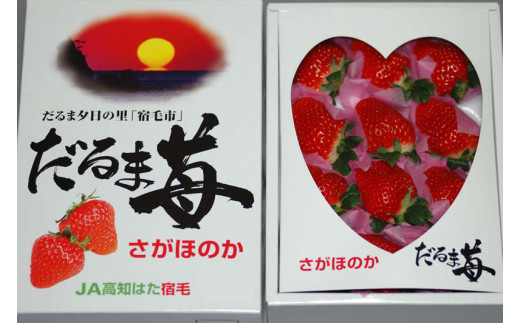 だるま苺（さがほのか）化粧箱　いちご 大粒 フルーツ 果物 贈答 ギフト スイーツ こだわり 冷蔵 JA 農協 高知 だるま夕日 大錦 とよのか