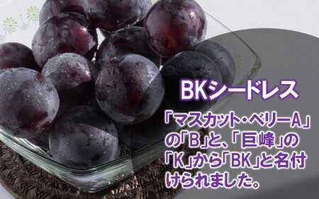 テレビで紹介されました！【先行予約】【令和8年発送】農家直送！ 新鮮！ 朝づみぶどう BKシードレス 種なし 1kg フルーツ 果物 贈答 大分県産 採れたて_2657R-1