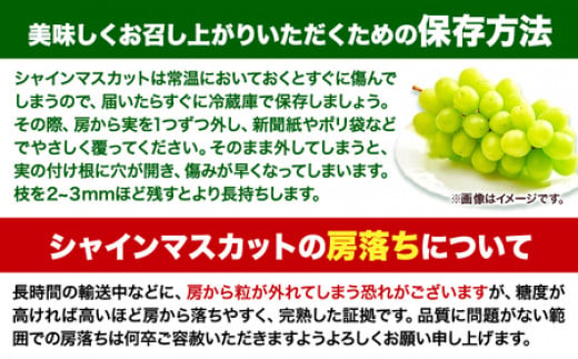 【先行予約】 マスカット シャインマスカット 岡山 数量限定 岡山県産 笠岡市 1kg以上 たたらみねらる 2房《2026年8月下旬-10月下旬頃出荷予定》 甘い 種無し 朝どれ ぶどう ブドウ 葡萄