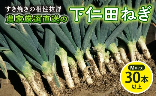＜期間限定＞農家厳選直送の下仁田ねぎ (Mサイズ 30本以上) 下仁田 ねぎ 冬限定 野菜 すき焼き 鍋 食品 F20E-712