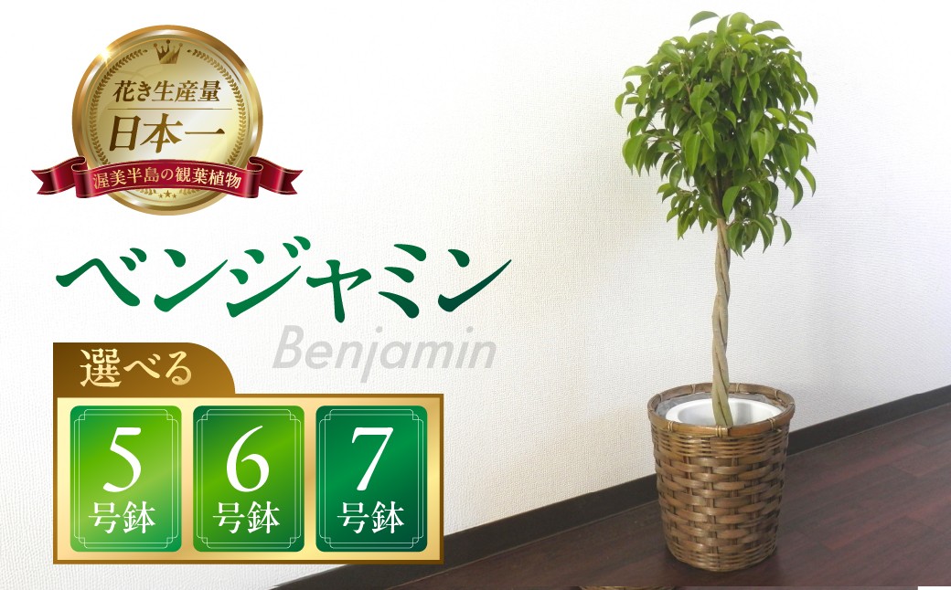 
                  ベンジャミン 観葉植物 植物 5号鉢 6号鉢 7号鉢 人気 おしゃれ かわいい お手入れ 室内 大鉢 中型 インテリア リビング 玄関 寝室 キッチン オフィス プレゼント ギフト 新居 入居 インテリアグリーン グリーン 緑 植物
                