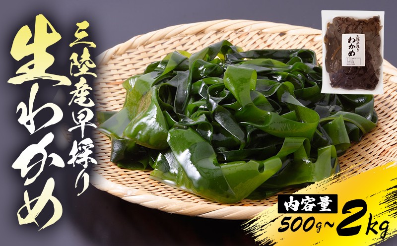 
                  【先行予約】 産地直送 早採り生わかめ 新物 冷蔵 選べる容量 期間限定 ★2026年1月中旬～発送予定★ わかめ ワカメ wakame 早採りわかめ 生わかめ 三陸 小分け 若芽 海藻 海産物 味噌汁 ごはん 夕飯 おかず 小分け しゃぶしゃぶ サラダ  岩手県 国産 大船渡 5000円 5千円 五千円 5000円以下 5000円以内
                