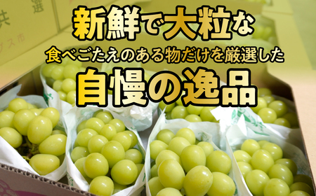 5-2 【令和6年9月上旬から10月中旬発送予定】絶品！南アルプス市産シャインマスカット1.8kg