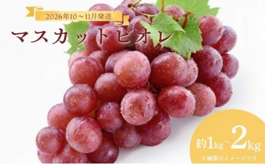 
                  【選べる容量】＜2026年発送分 先行予約＞10月～11月発送お土産マスカットビオレ1kg箱or2kg箱| 種無し 葡萄 ぶどう マスカット 果物 くだもの フルーツ 岡山県産 岡山 鏡野町【029-a009/029-a010】
                
