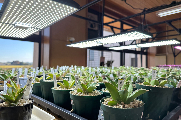 お部屋の癒し　観葉植物「アガベ（小島白刺）」と植物育成ライト「ヘリオスグリーンLED（ヴィンテージ）」の2点セット（BN012-1）