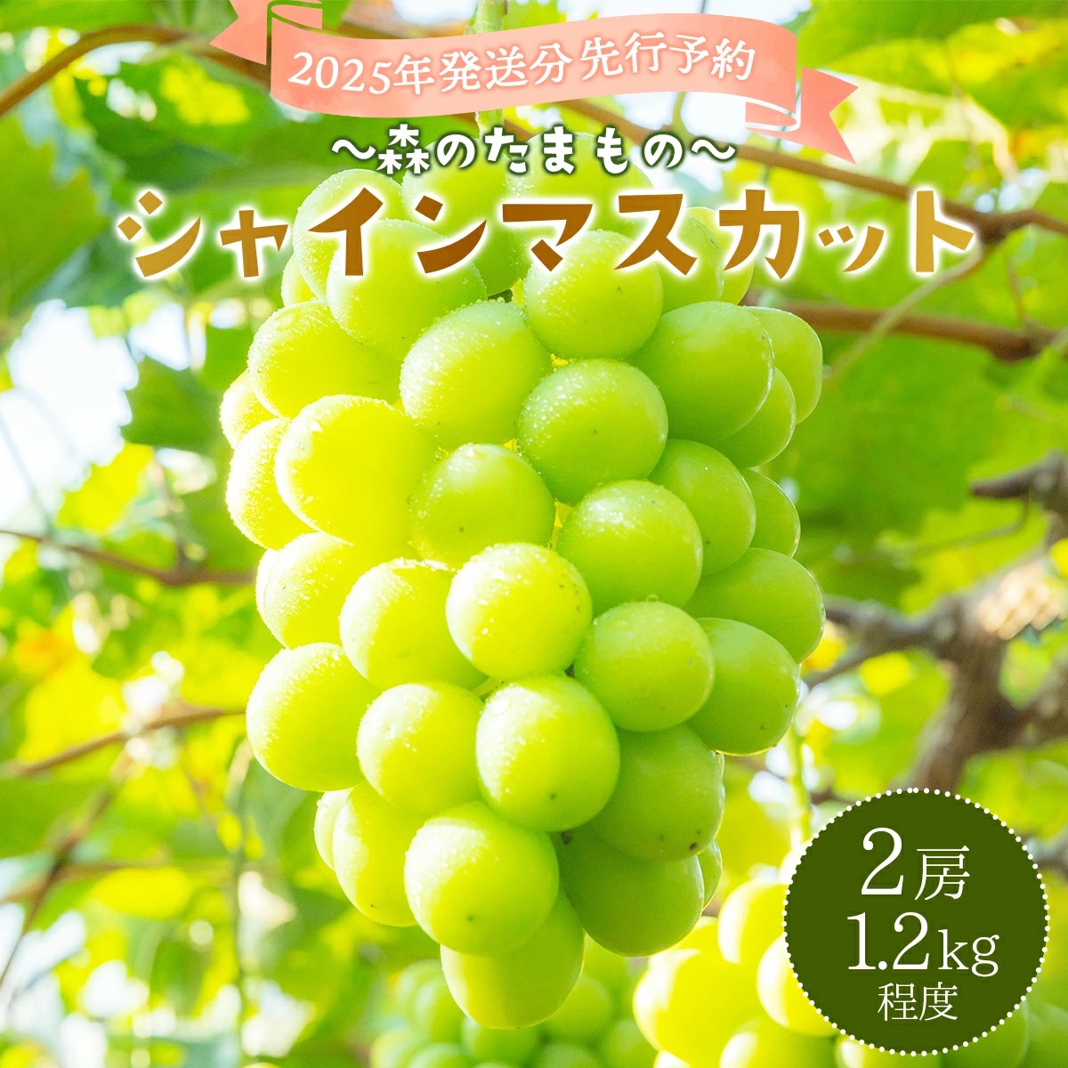 2025年発送分 先行予約＜～森のたまもの～＞朝採り直送！シャインマスカット 2房 1.2kg前後【025-a027】