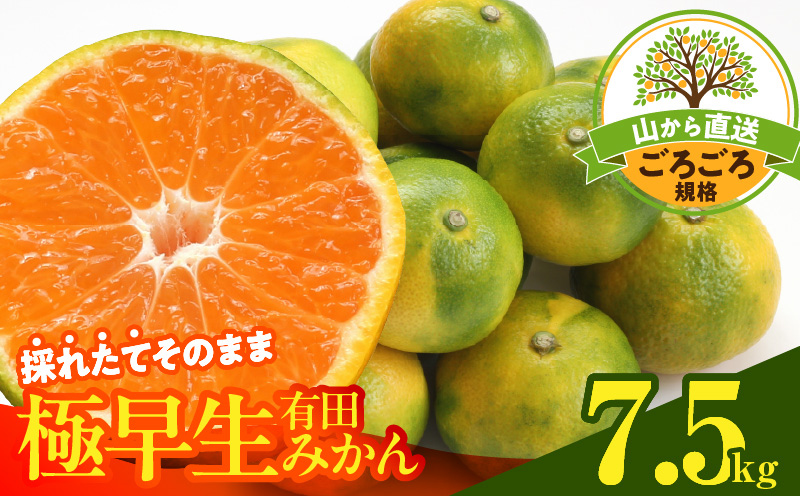 MK1079_みかん 極早生 山から直送 箱込 7.5kg ( 内容量 6.8kg ) 採れたてそのままごろごろ規格 有田みかん 和歌山県産