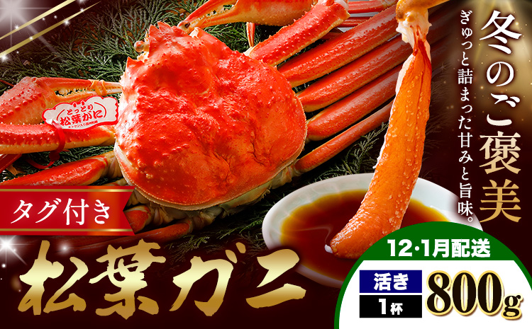 【ふるさと納税】カニ 松葉ガニ 800g  活き 1杯 《12月・1月発送》 SOO合同会社 鳥取県 八頭町 送料無料  蟹 かに 姿 鍋 ズワイガニ  ズワイ蟹 ボイル 松葉ガニ