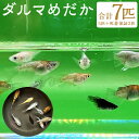 【ふるさと納税】ダルマめだか 合計7匹 5匹＋死着保証2匹 めだか 生体 魚 柳川市 福岡県 送料無料【2025年4月上旬～12月下旬に順次発送予定】