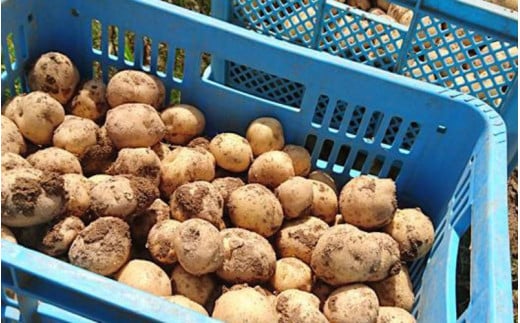 【先行予約】じゃがいも 5kg 北あかり  &  北かむい <令和7年産 >松本農場  | きたかむい キタカムイ 北あかり きたあかり キタアカリ 秋野菜 5kg 人気 おすすめ ランキング いも 芋 イモ じゃがいも ジャガイモ 野菜[008-29]