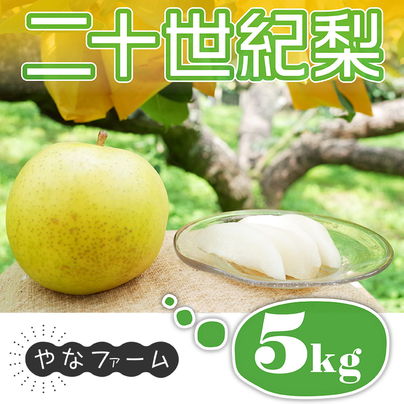 Q1【やなファーム】二十世紀梨　5kg